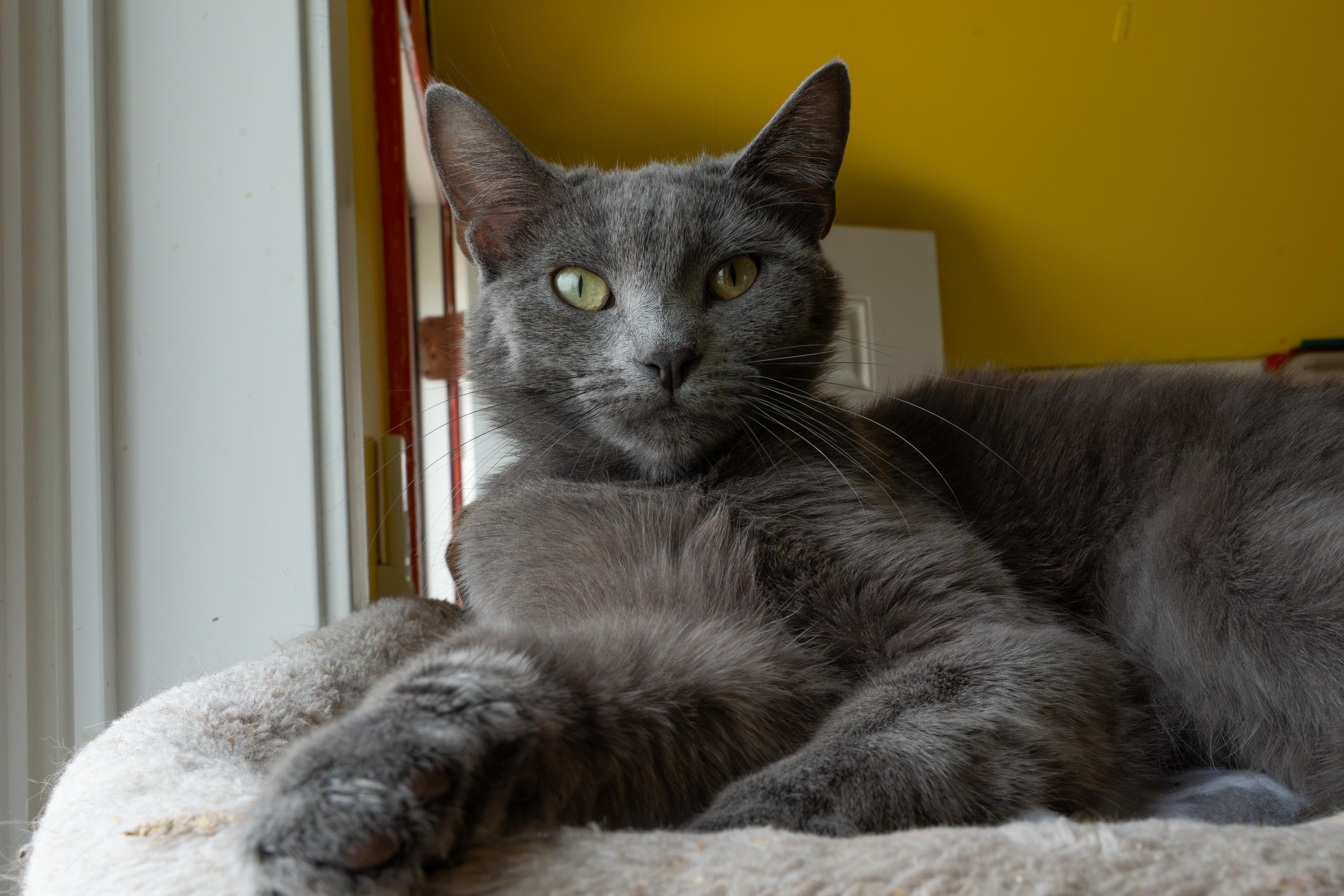Enlarge CIRRUS!, a Adoptable mixed breed in Owensboro, KY image 1/6