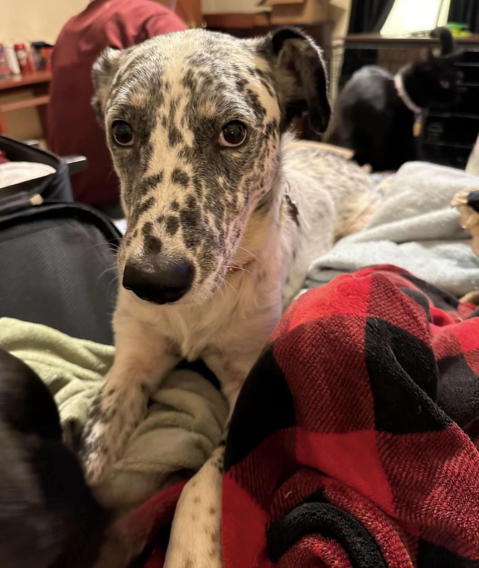 Dalmatians for Adoption in Malakoff, Texas | Petfinder