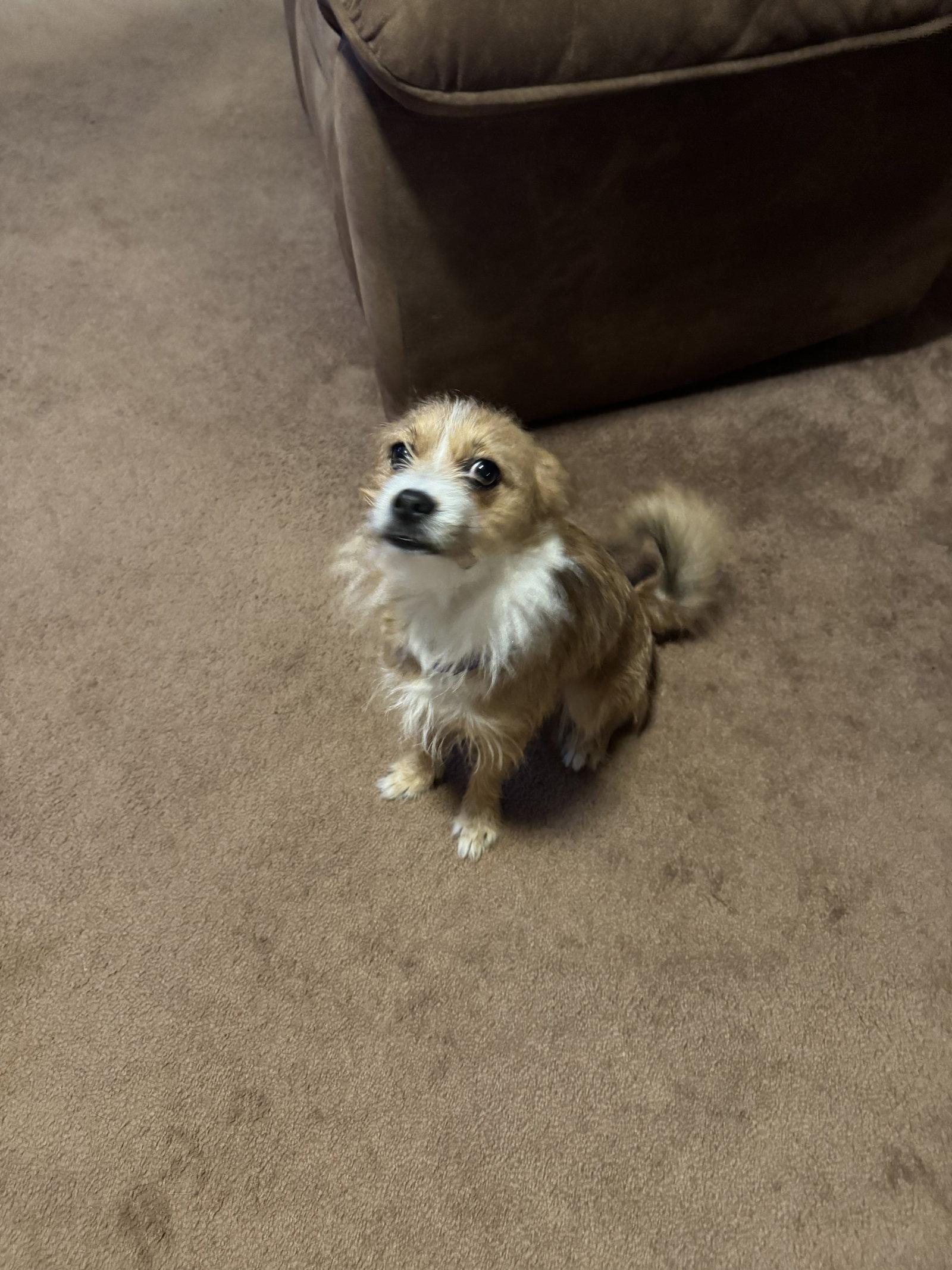 Enlarge Rosanna (aka Rosie), a Adopted Terrier in Thomasville, NC image 1/3