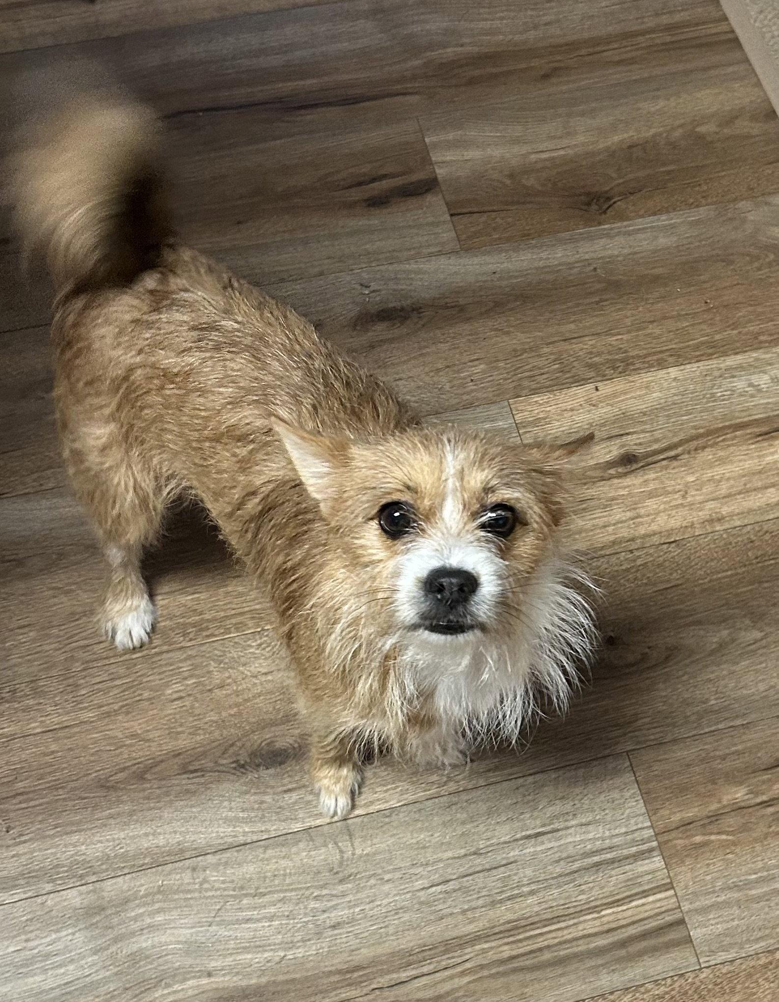 Enlarge Rosanna (aka Rosie), a Adopted Terrier in Thomasville, NC image 2/3