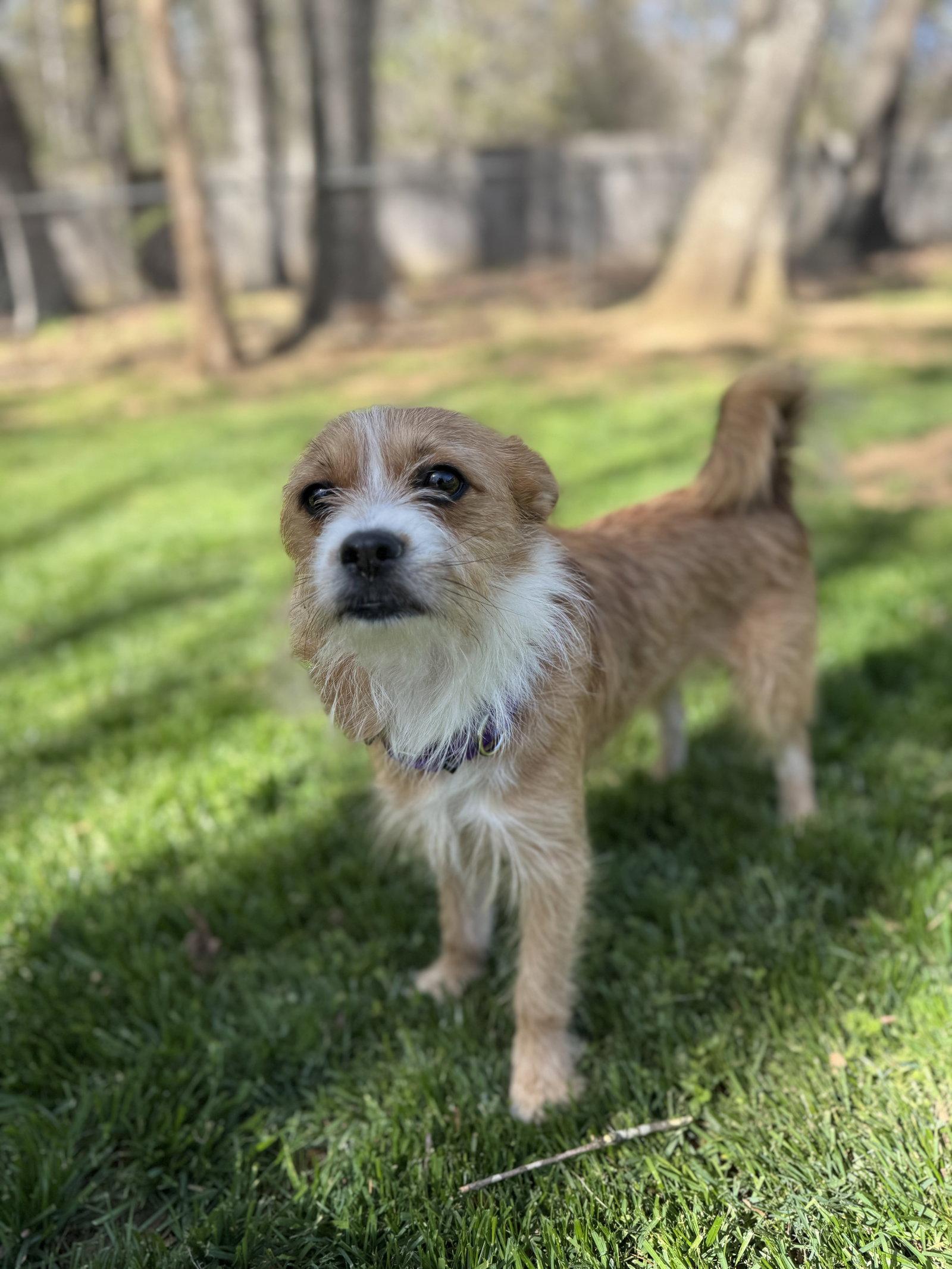 Enlarge Rosanna (aka Rosie), a Adopted Terrier in Thomasville, NC image 3/3
