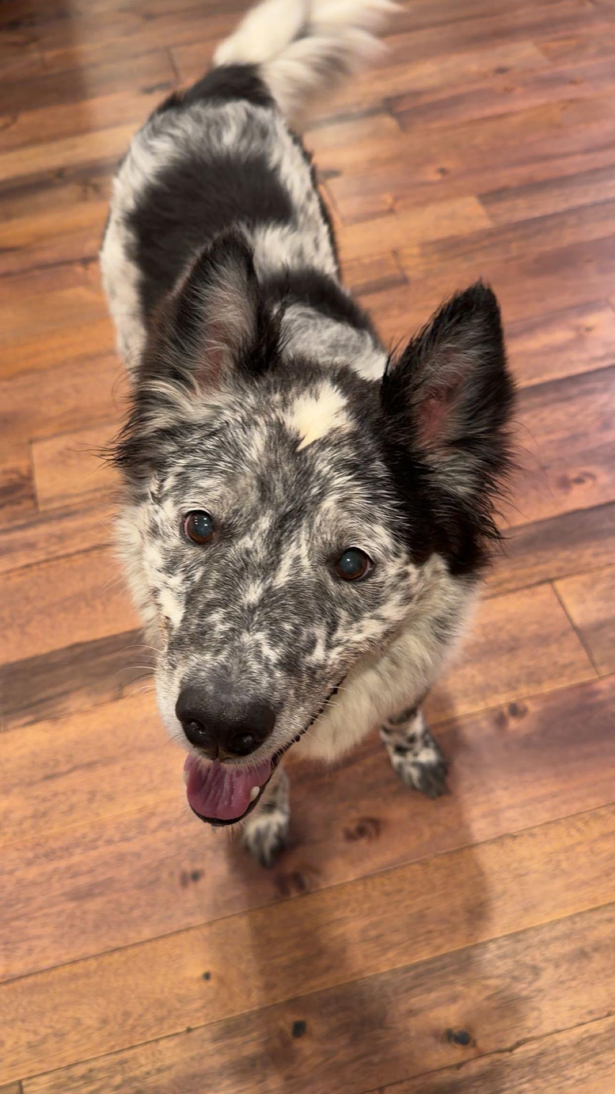 Enlarge Blu, a ADOPTABLE mixed breed in Mahwah, NJ image 2/6
