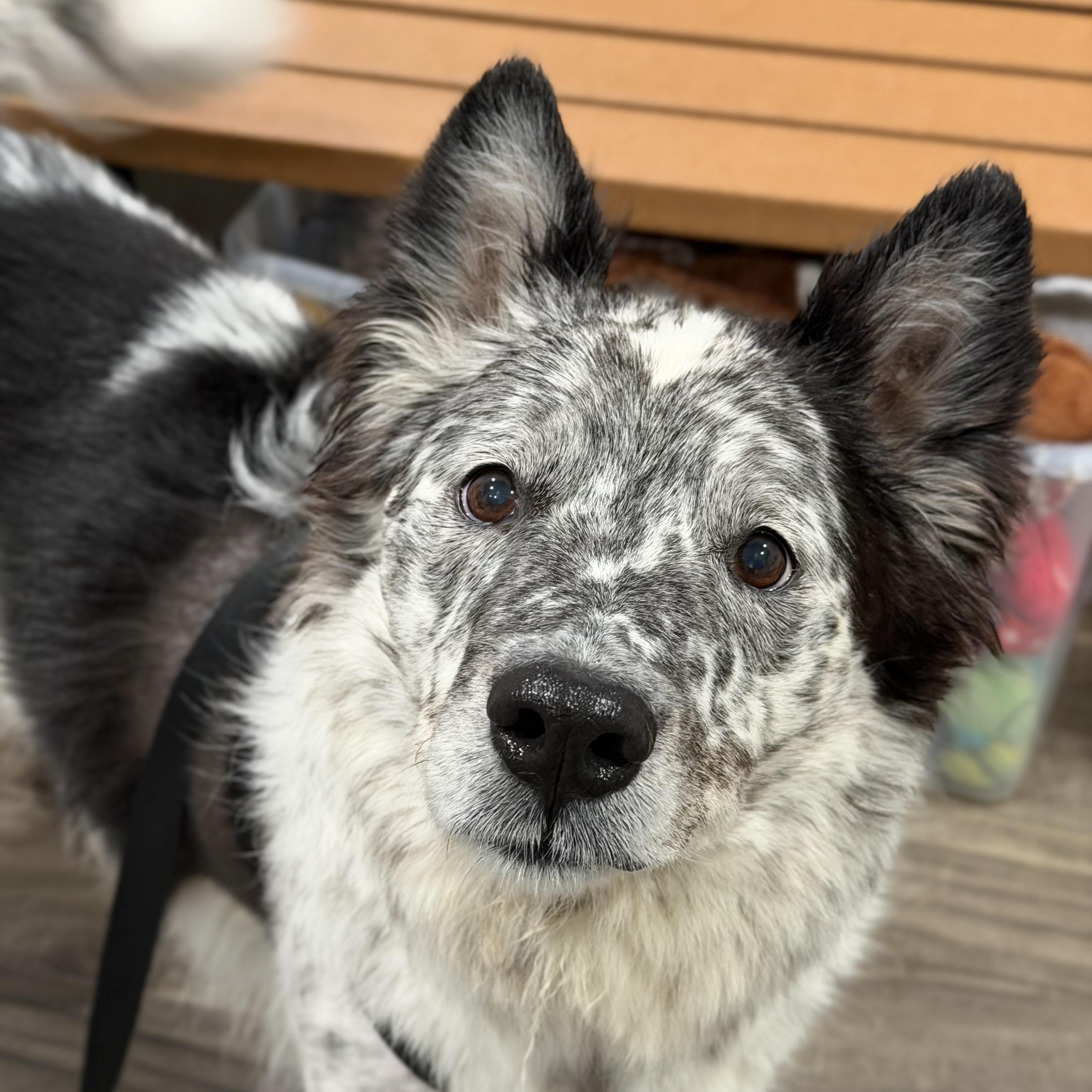 Blu, ADOPTABLE, Adult Male Border Collie & Australian Cattle Dog / Blue Heeler.