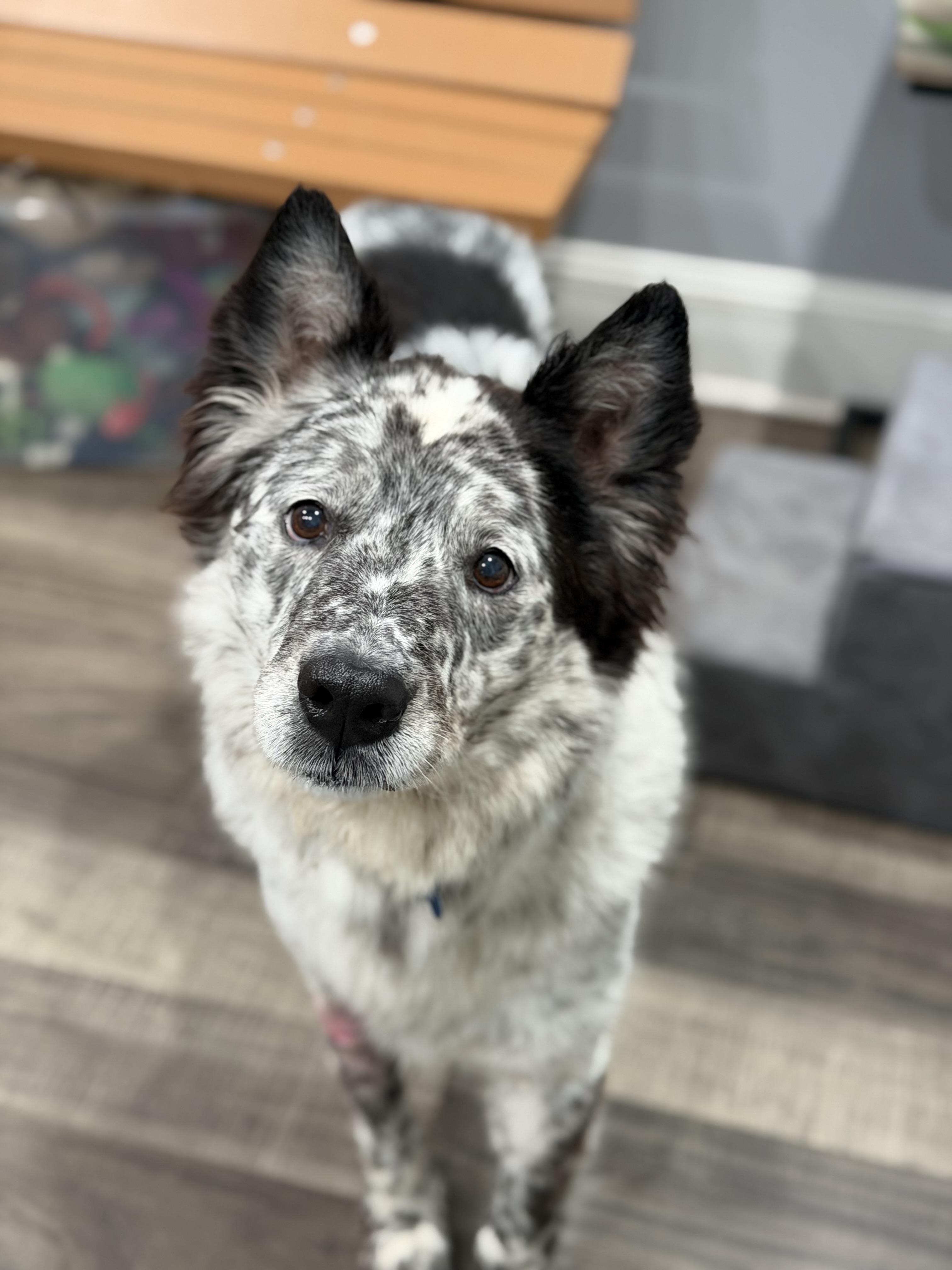 Enlarge Blu, a ADOPTABLE mixed breed in Mahwah, NJ image 6/6