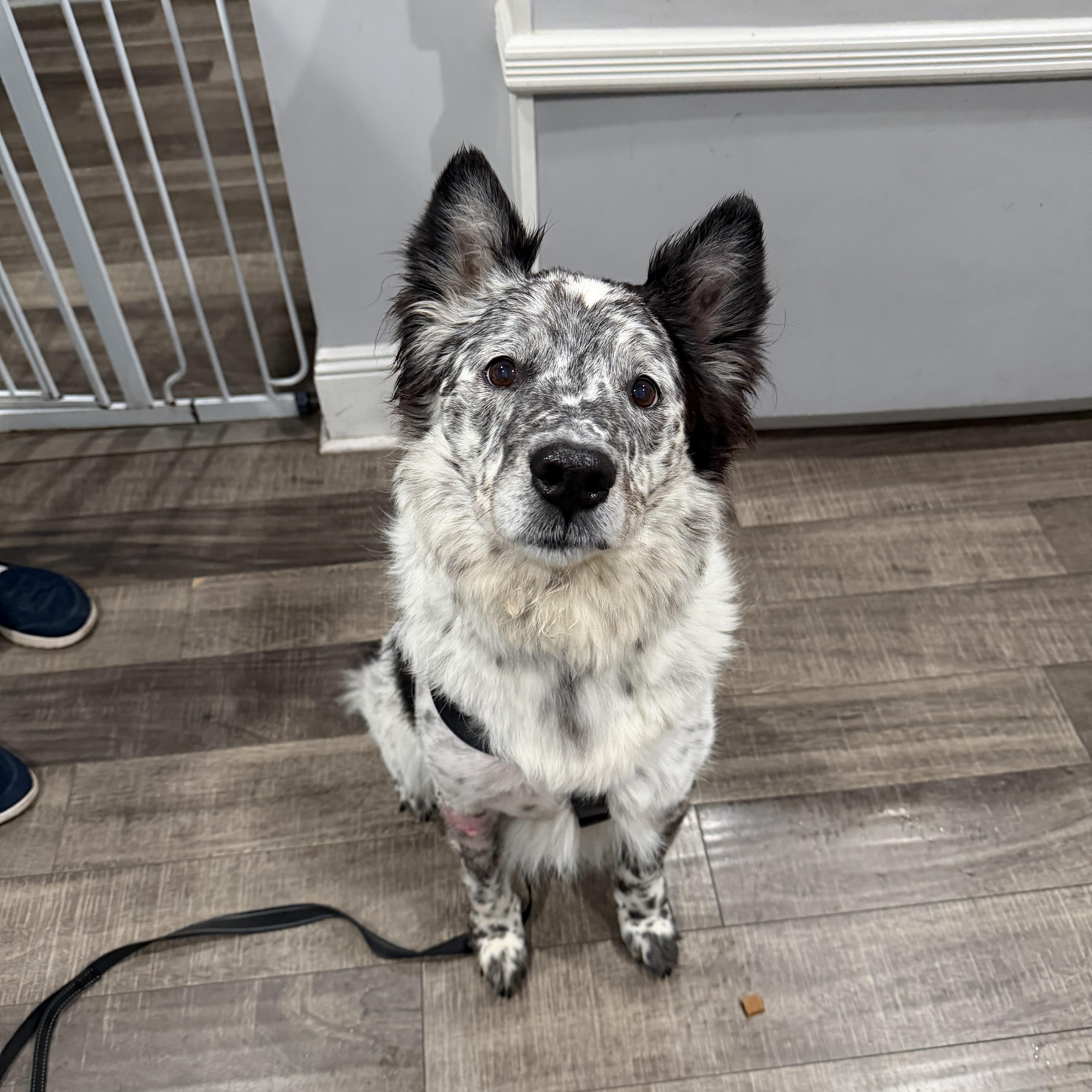 Enlarge Blu, a ADOPTABLE mixed breed in Mahwah, NJ image 3/6