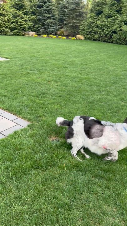 Enlarge Blu, a ADOPTABLE mixed breed in Mahwah, NJ video 5/6