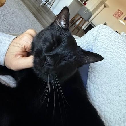 Enlarge Elaine Schmidt, a Adoptable Domestic Short Hair in Denver, CO image 5/6