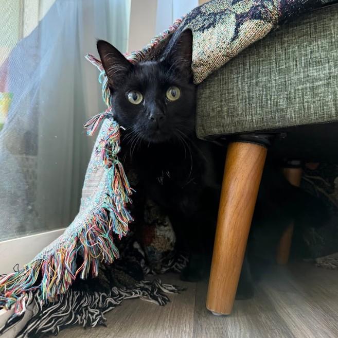 Enlarge Elaine Schmidt, a Adoptable Domestic Short Hair in Denver, CO image 4/6