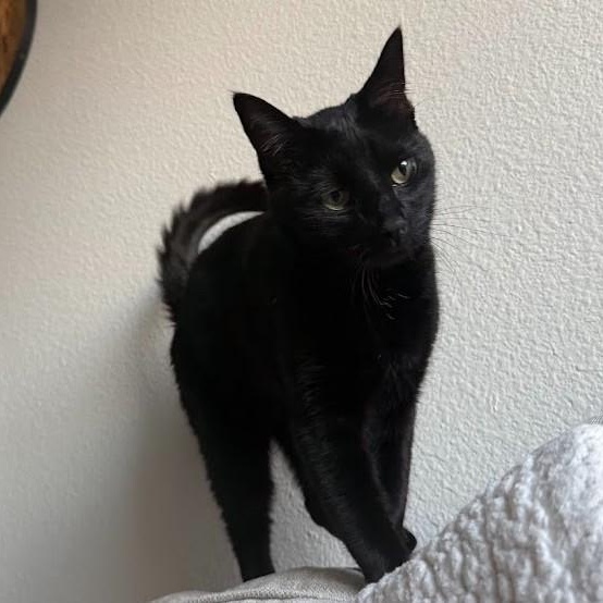 Enlarge Elaine Schmidt, a Adoptable Domestic Short Hair in Denver, CO image 3/6