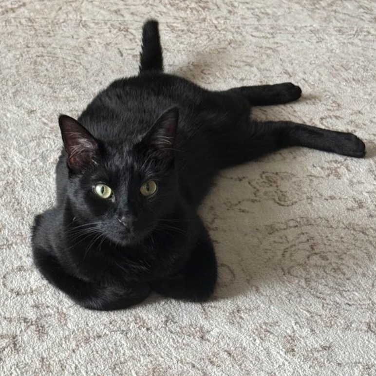 Enlarge Elaine Schmidt, a Adoptable Domestic Short Hair in Denver, CO image 2/6