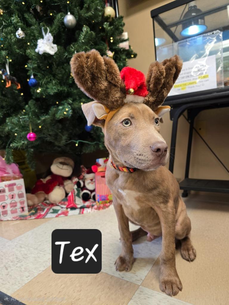 Tex, Adoptable, Puppy Male Pit Bull Terrier.