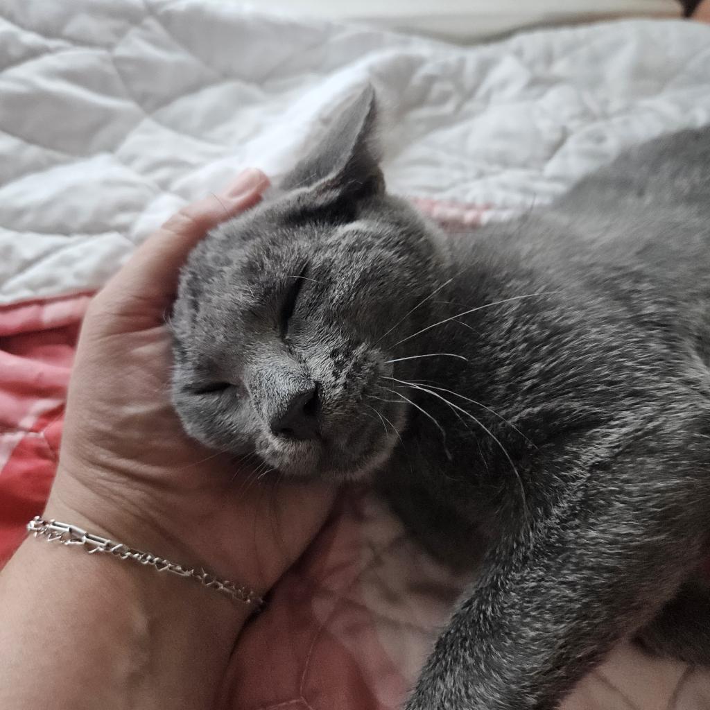 Mr. Tumnus, a Adoptable Domestic Short Hair in Mission Hills, CA image 2/6