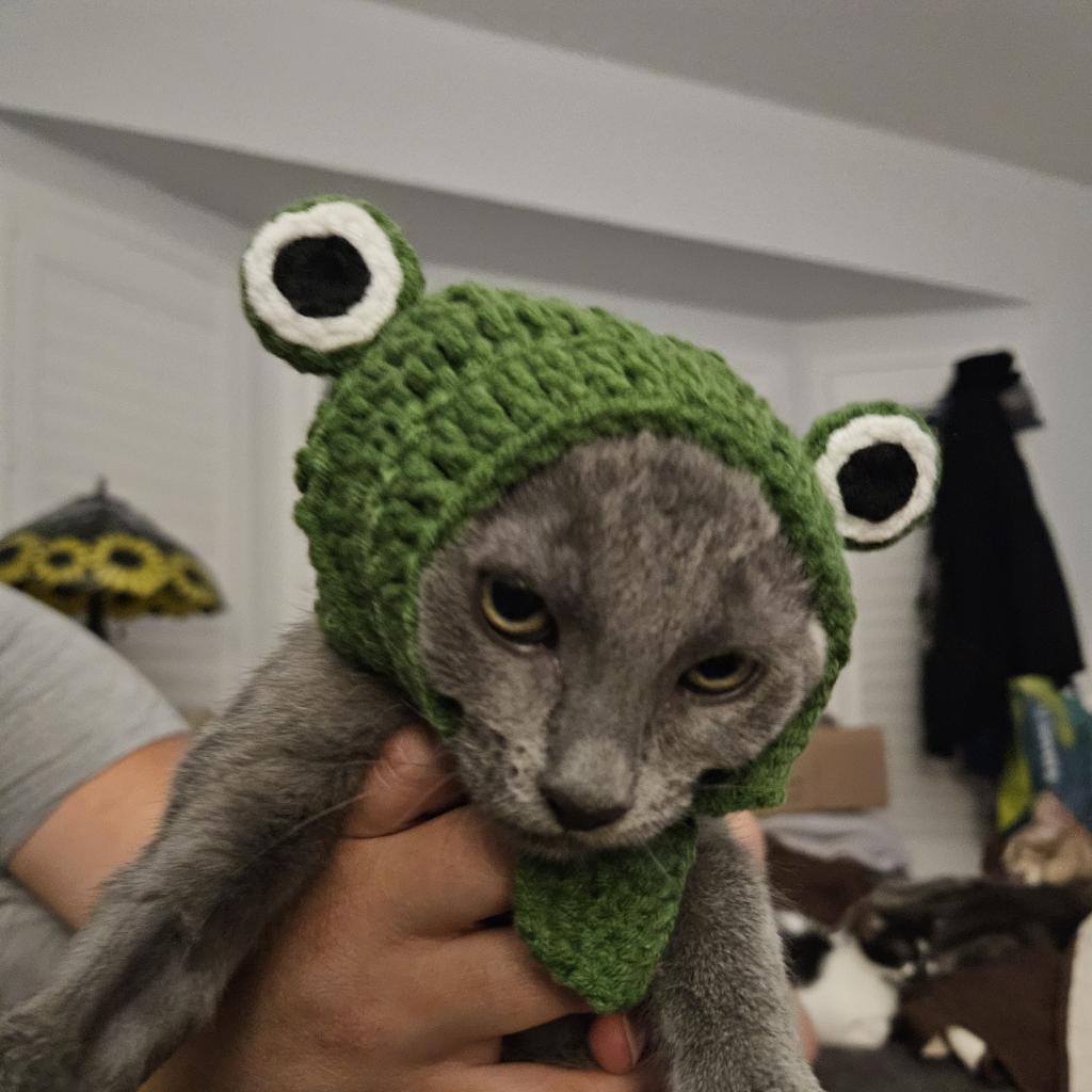 Mr. Tumnus, a Adoptable Domestic Short Hair in Mission Hills, CA image 3/6