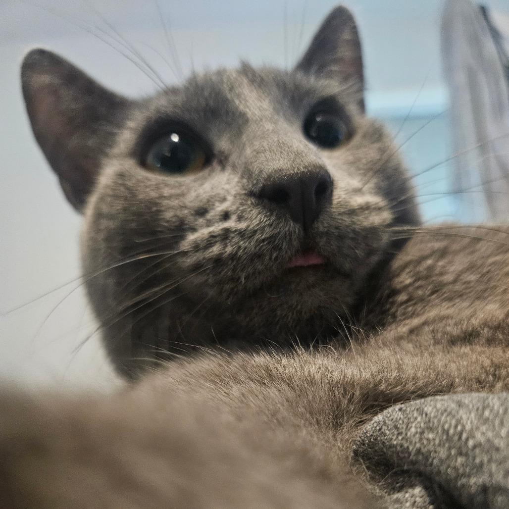 Mr. Tumnus, a Adoptable Domestic Short Hair in Mission Hills, CA image 5/6