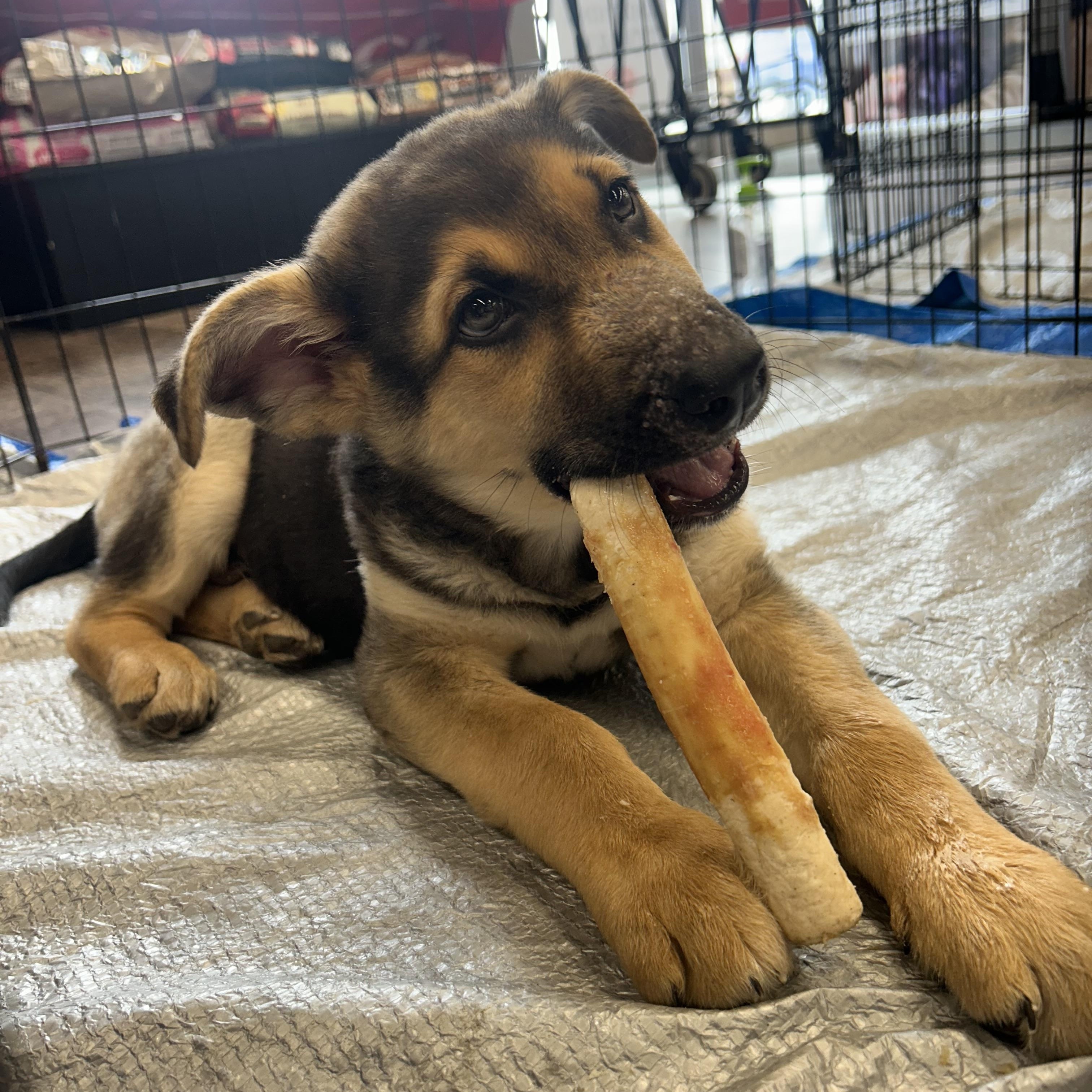 Enlarge Ash pending adoption, a ADOPTABLE mixed breed in Saskatoon, SK image 2/5