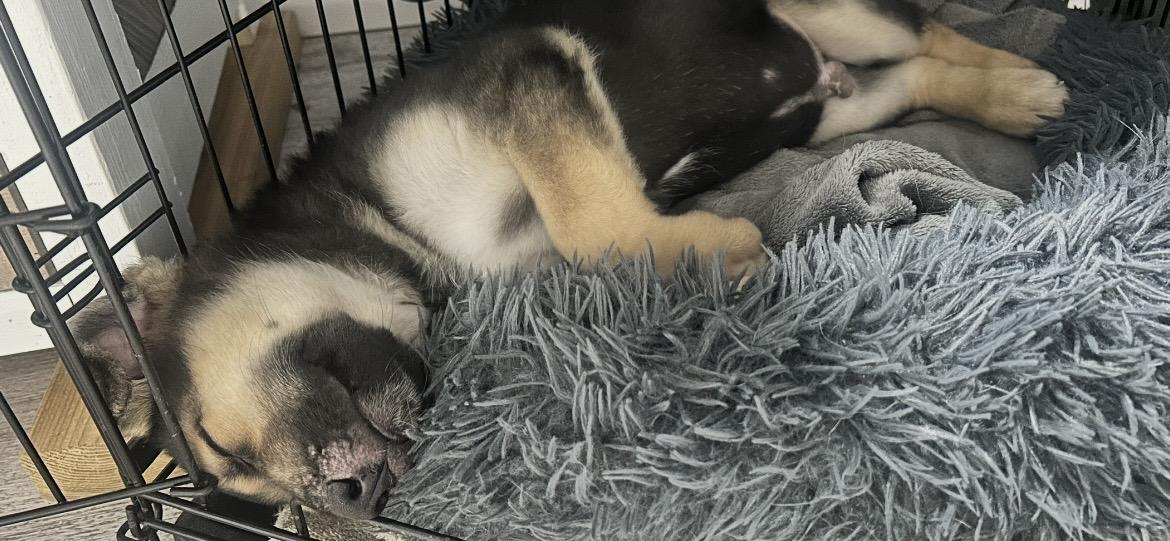 Enlarge Ash pending adoption, a ADOPTABLE mixed breed in Saskatoon, SK image 4/5