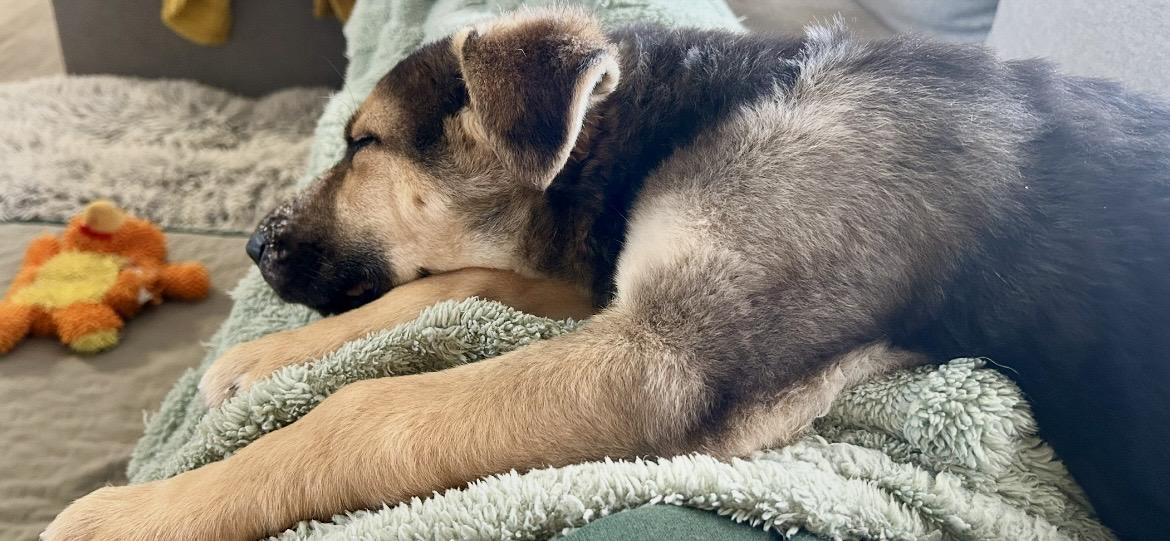 Enlarge Ash pending adoption, a ADOPTABLE mixed breed in Saskatoon, SK image 3/5