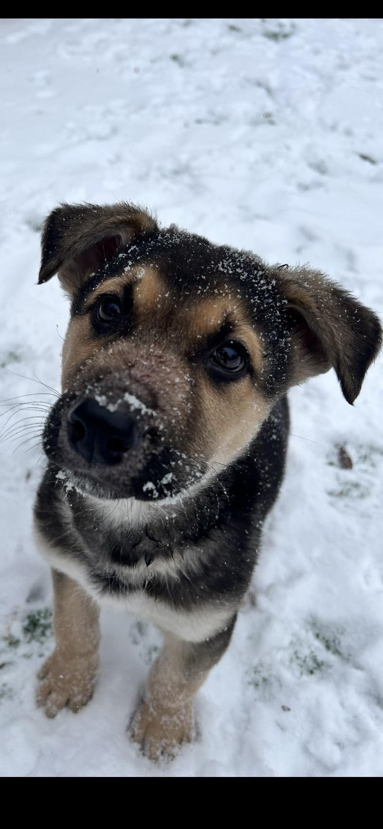 Enlarge Ash pending adoption, a ADOPTABLE mixed breed in Saskatoon, SK image 5/5