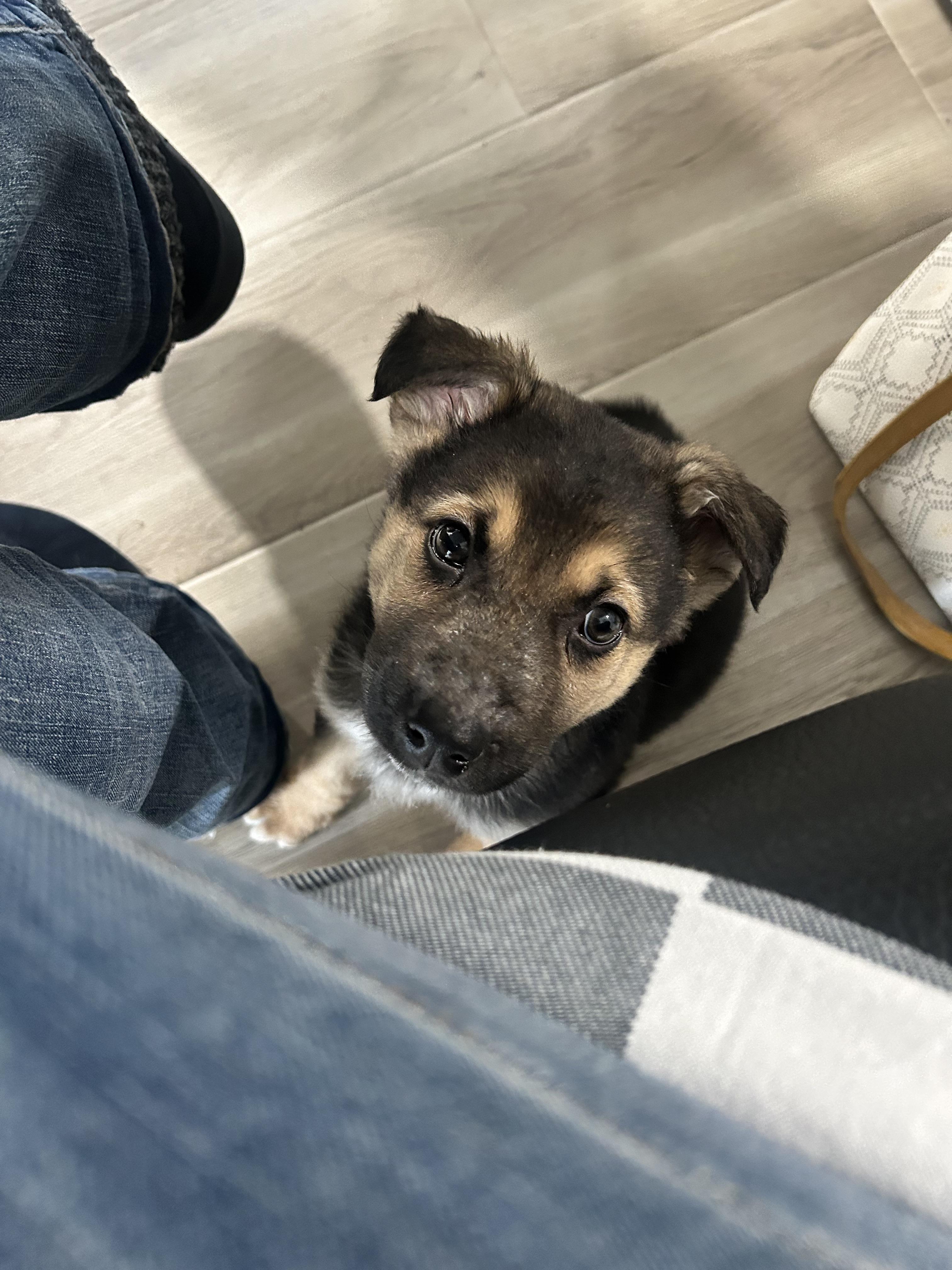 Enlarge Ash, a ADOPTABLE mixed breed in Saskatoon, SK image 4/4