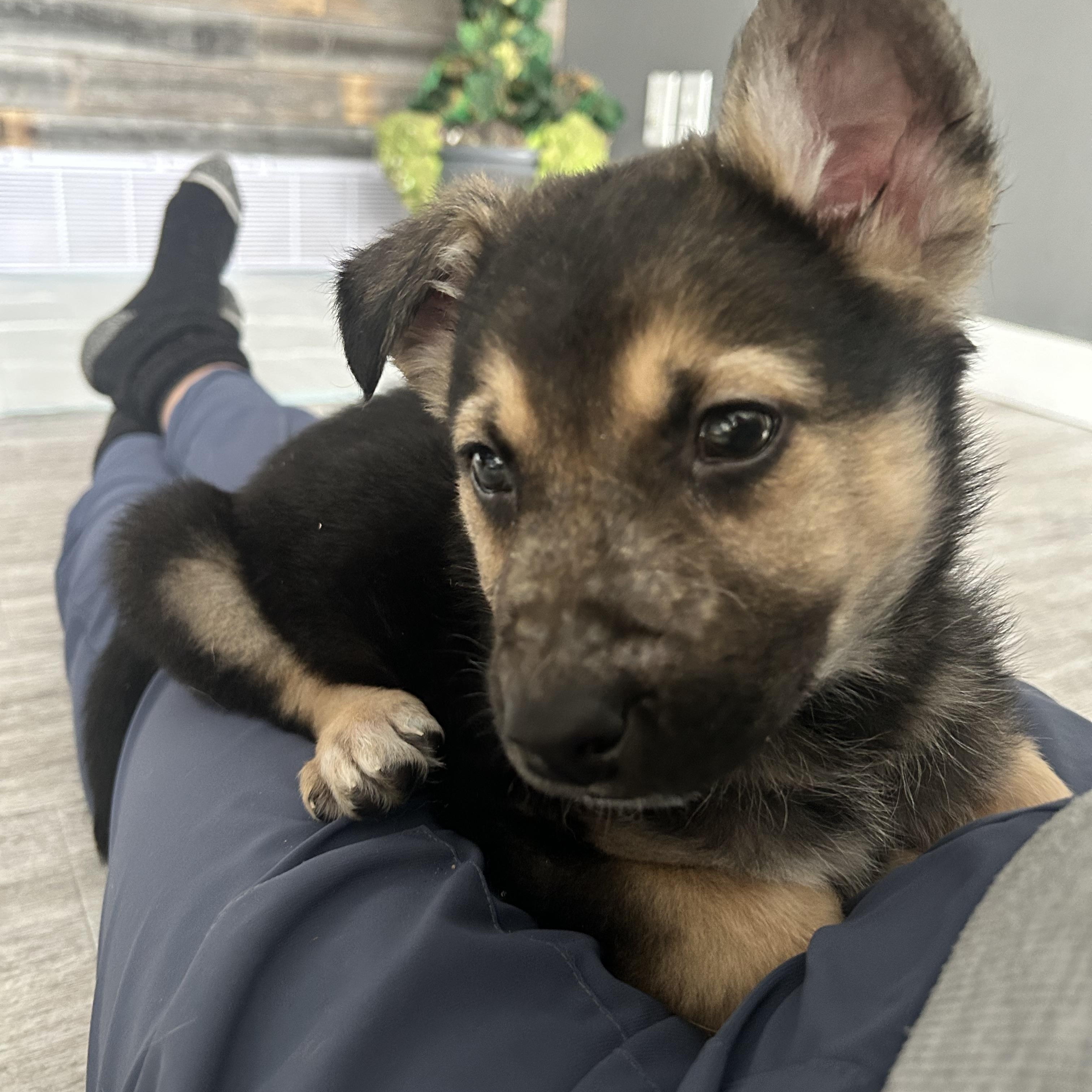 Ash, ADOPTABLE, Puppy Male Mixed Breed.