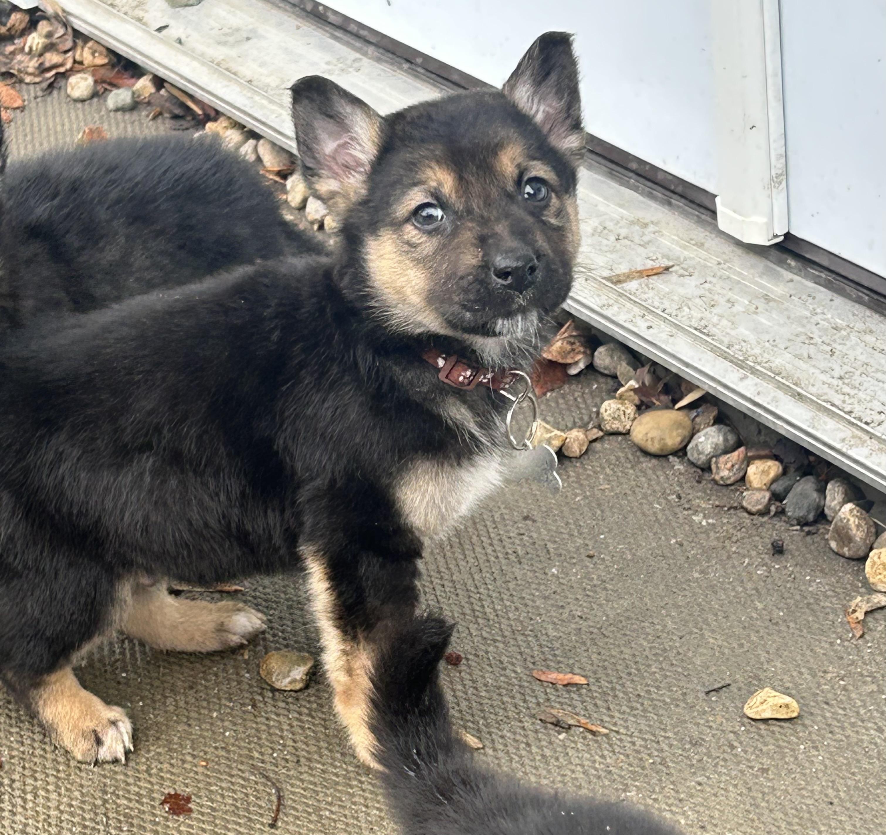 Ash, a ADOPTABLE mixed breed in Saskatoon, SK image 3/3
