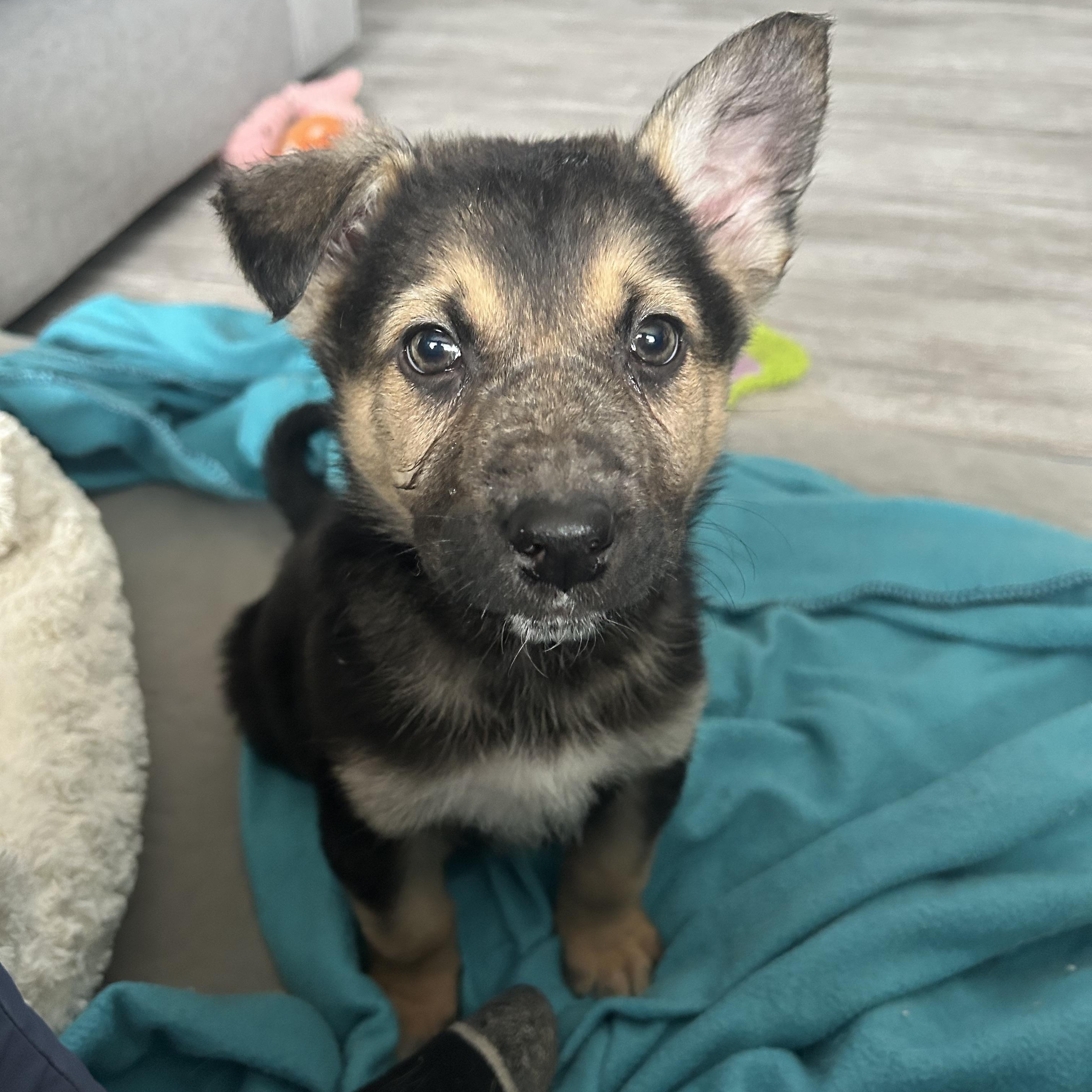 Enlarge Ash, a ADOPTABLE mixed breed in Saskatoon, SK image 2/4