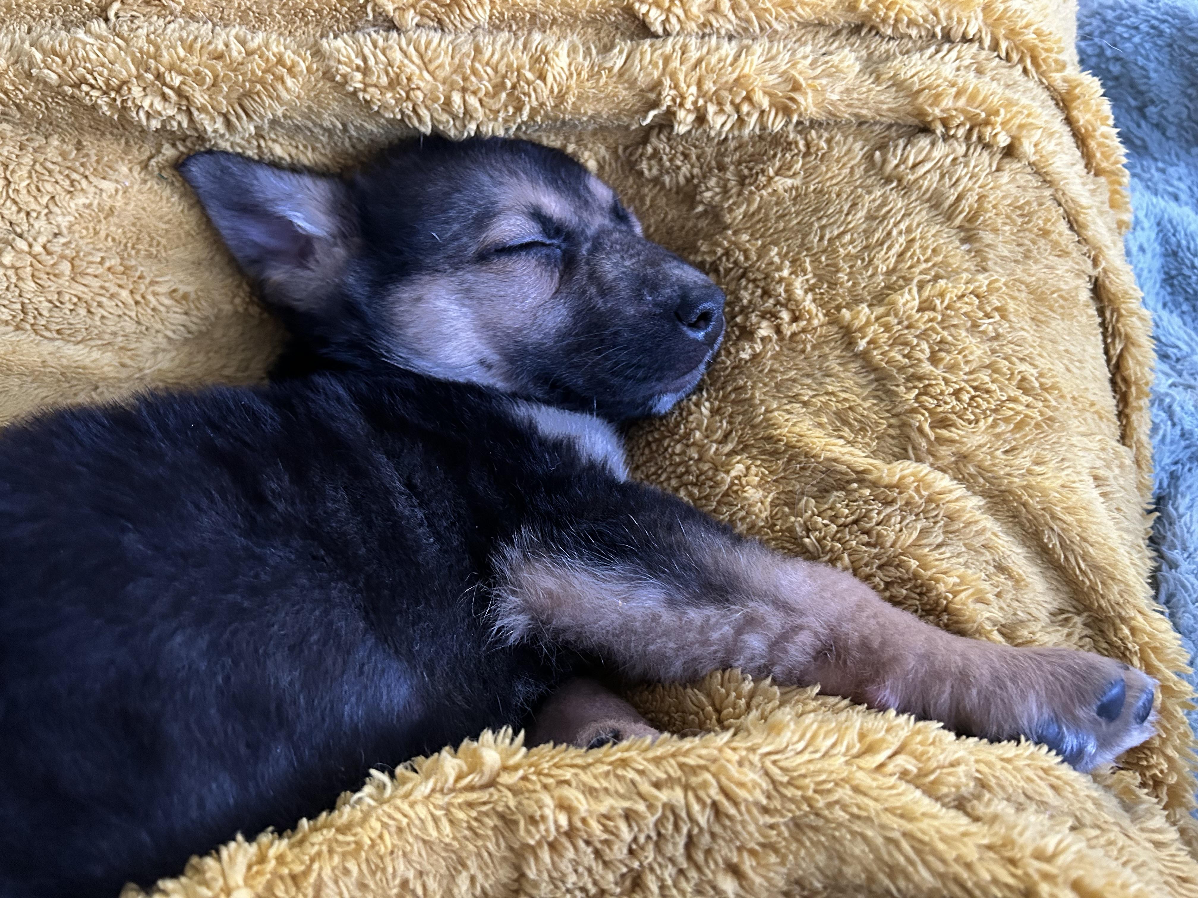 Enlarge Ash, a ADOPTABLE mixed breed in Saskatoon, SK image 3/4