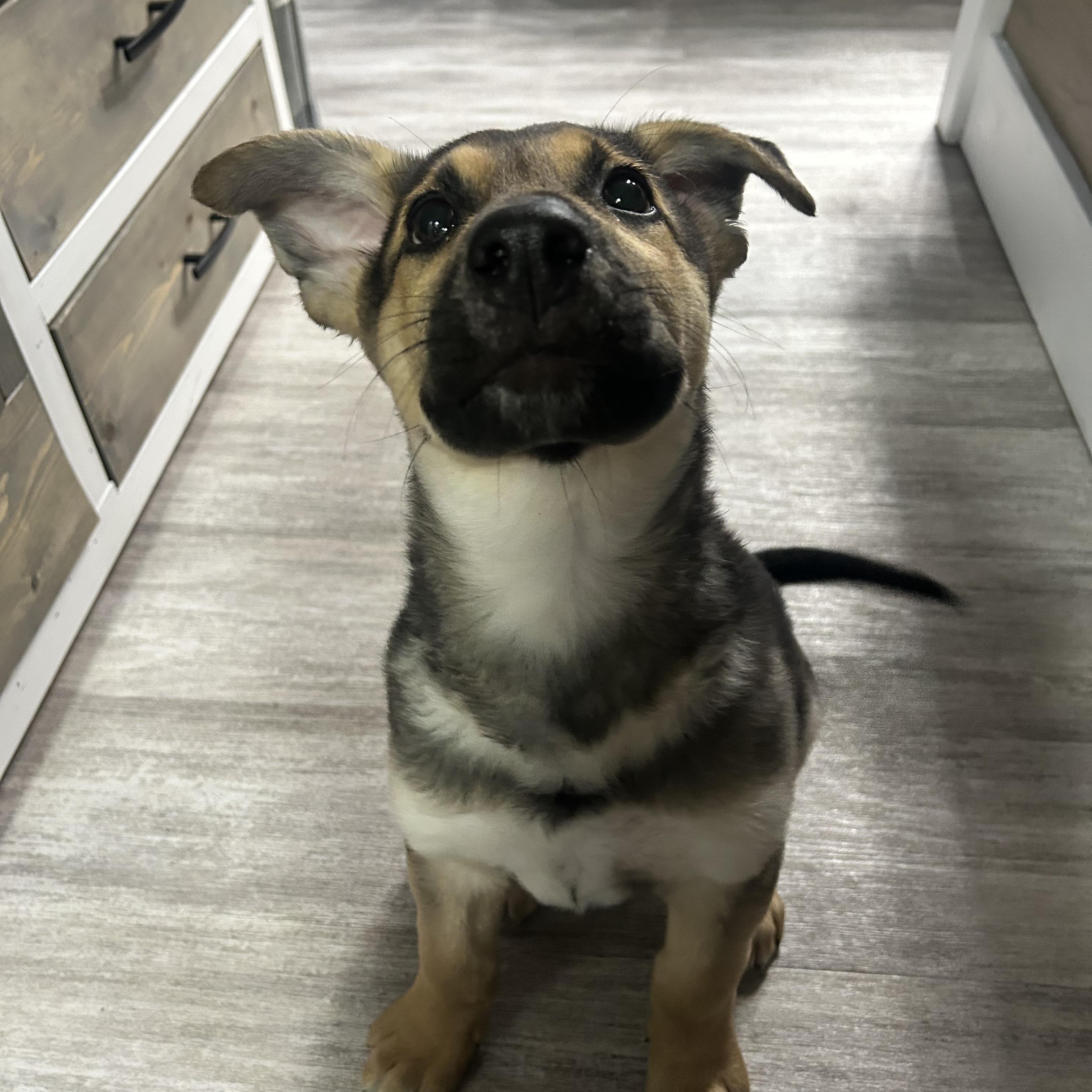 Ash pending adoption, ADOPTABLE, Puppy Male Mixed Breed.
