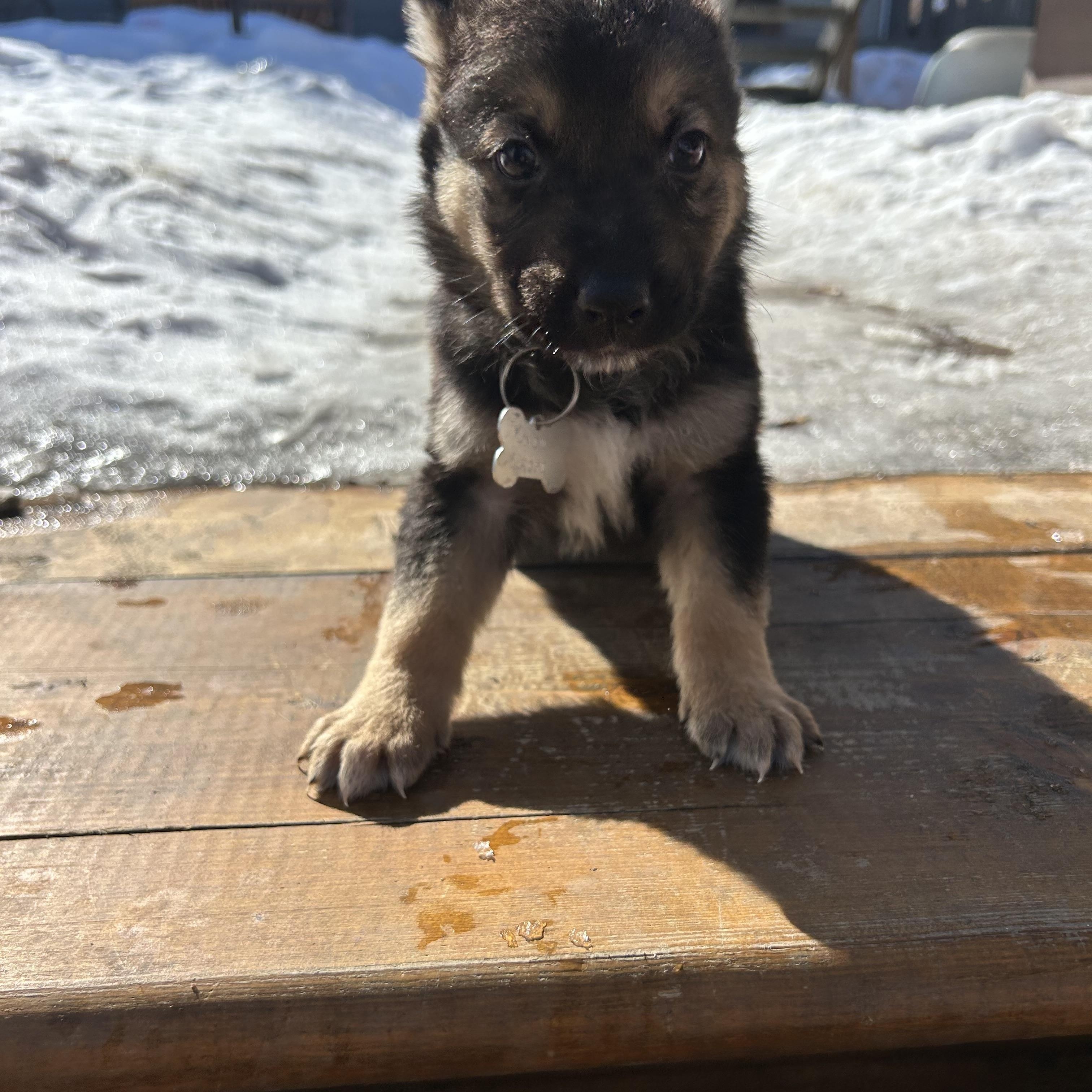 Ash, a ADOPTABLE mixed breed in Saskatoon, SK image 1/3