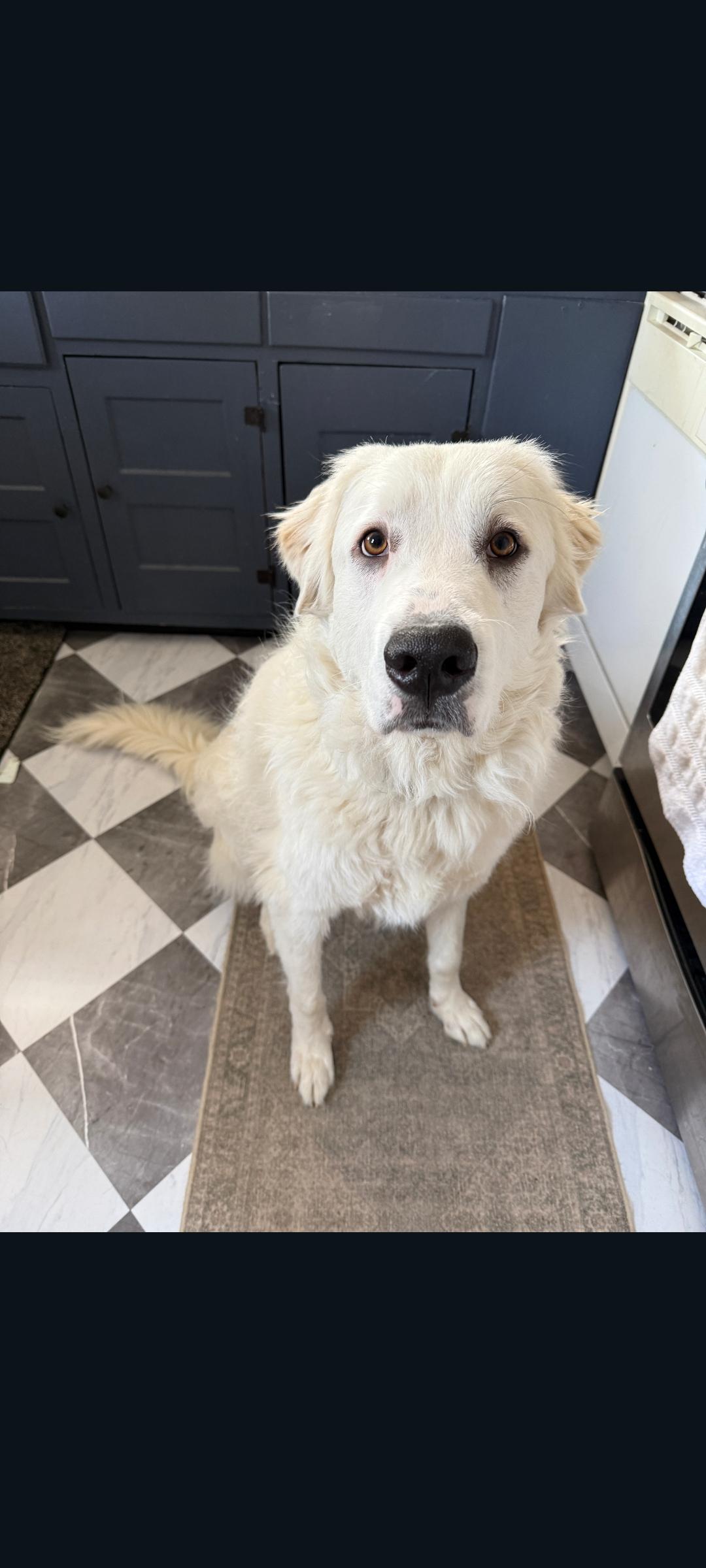 Remy, Adoptable, Adult Male Great Pyrenees.