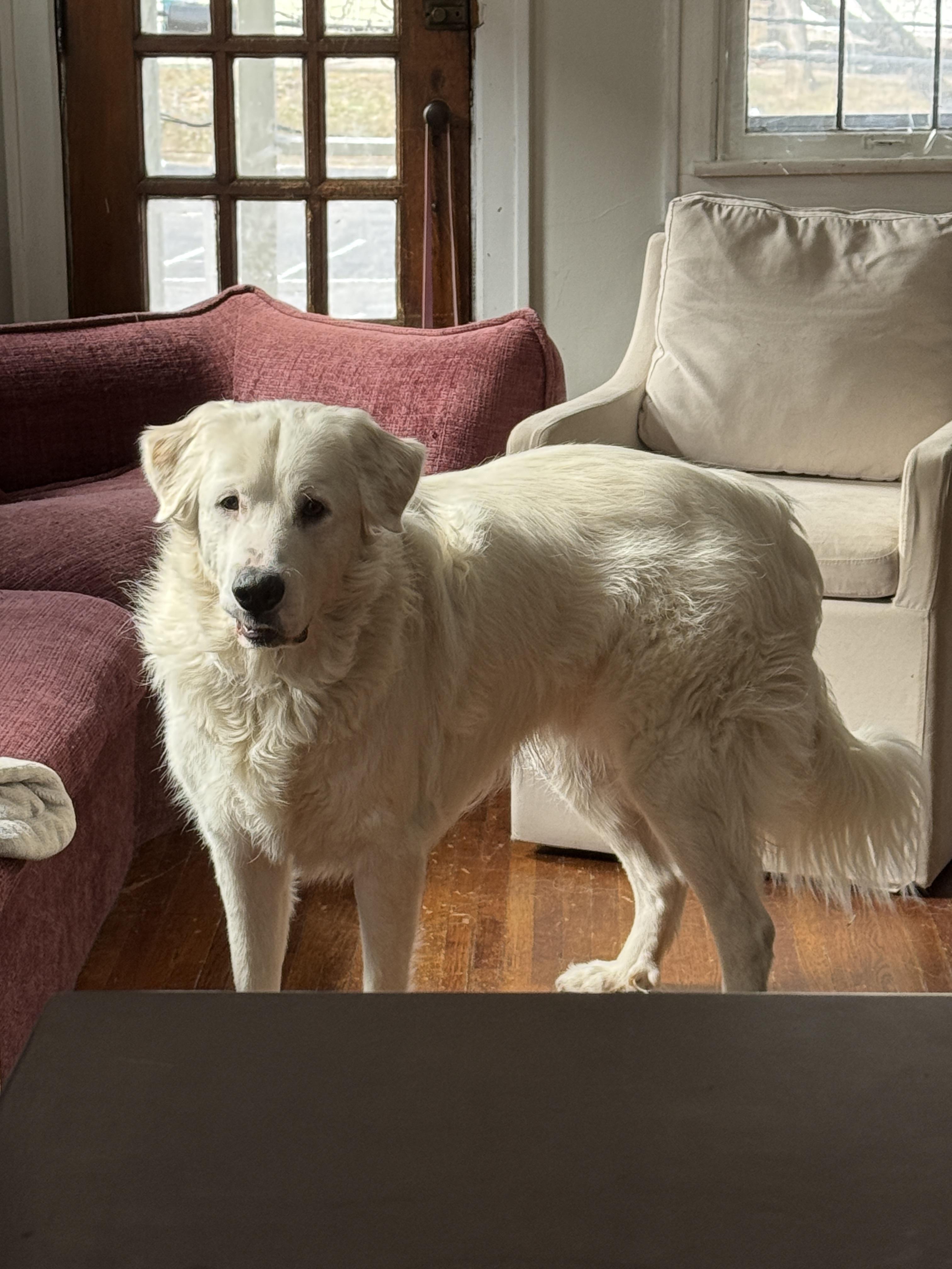 Enlarge Remy, a Adoptable Great Pyrenees in Lewis Center, OH image 1/6