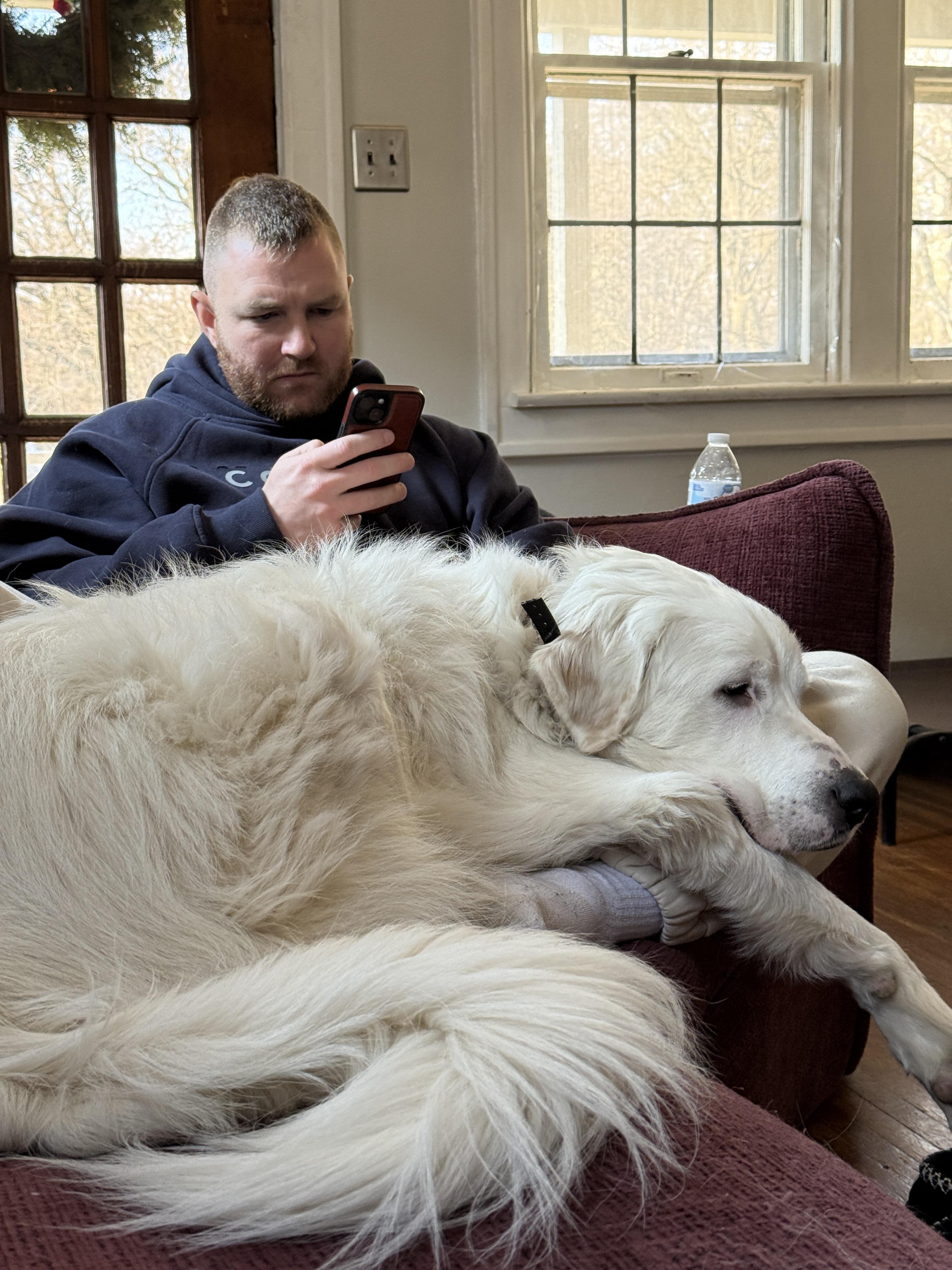 Enlarge Remy, a Adoptable Great Pyrenees in Lewis Center, OH image 3/6