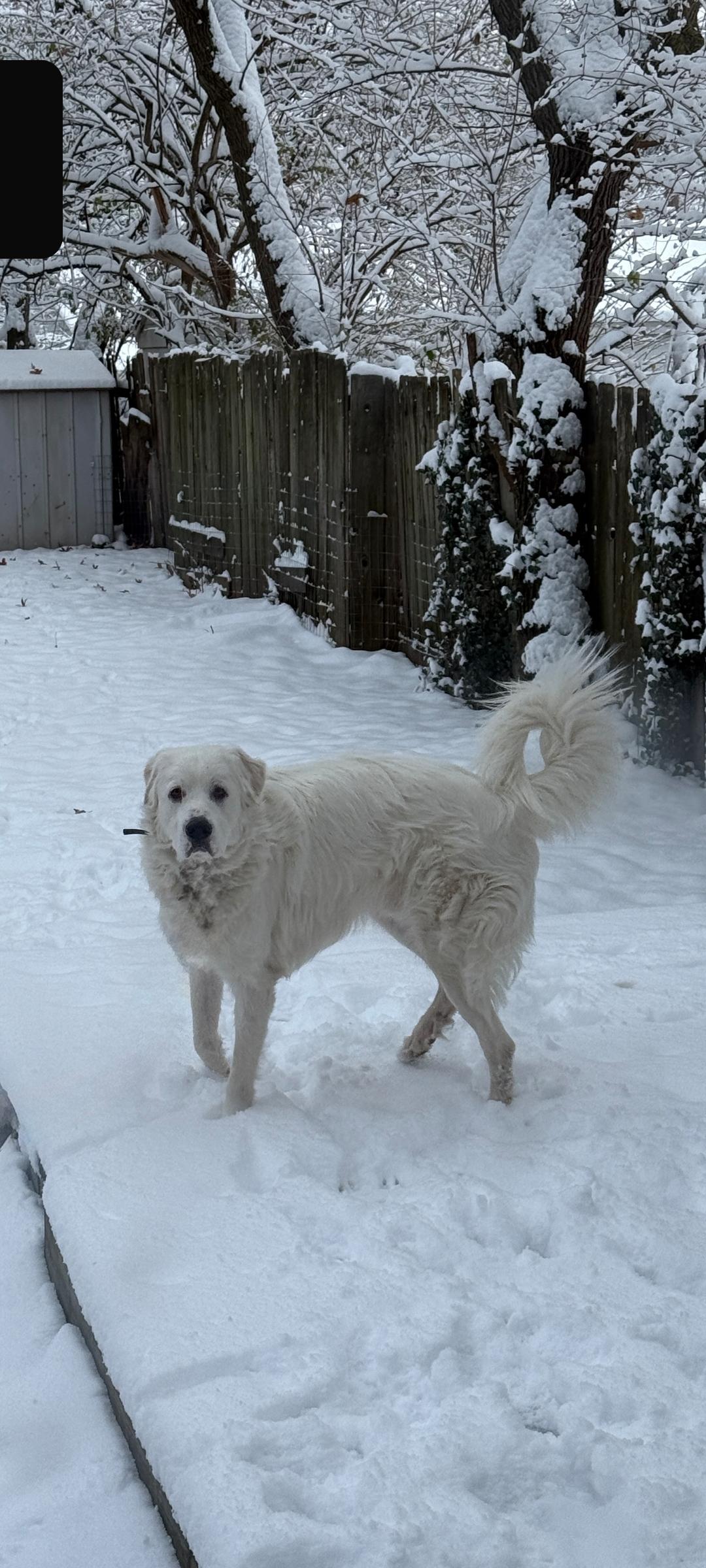Enlarge Remy, a Adoptable Great Pyrenees in Lewis Center, OH image 4/6