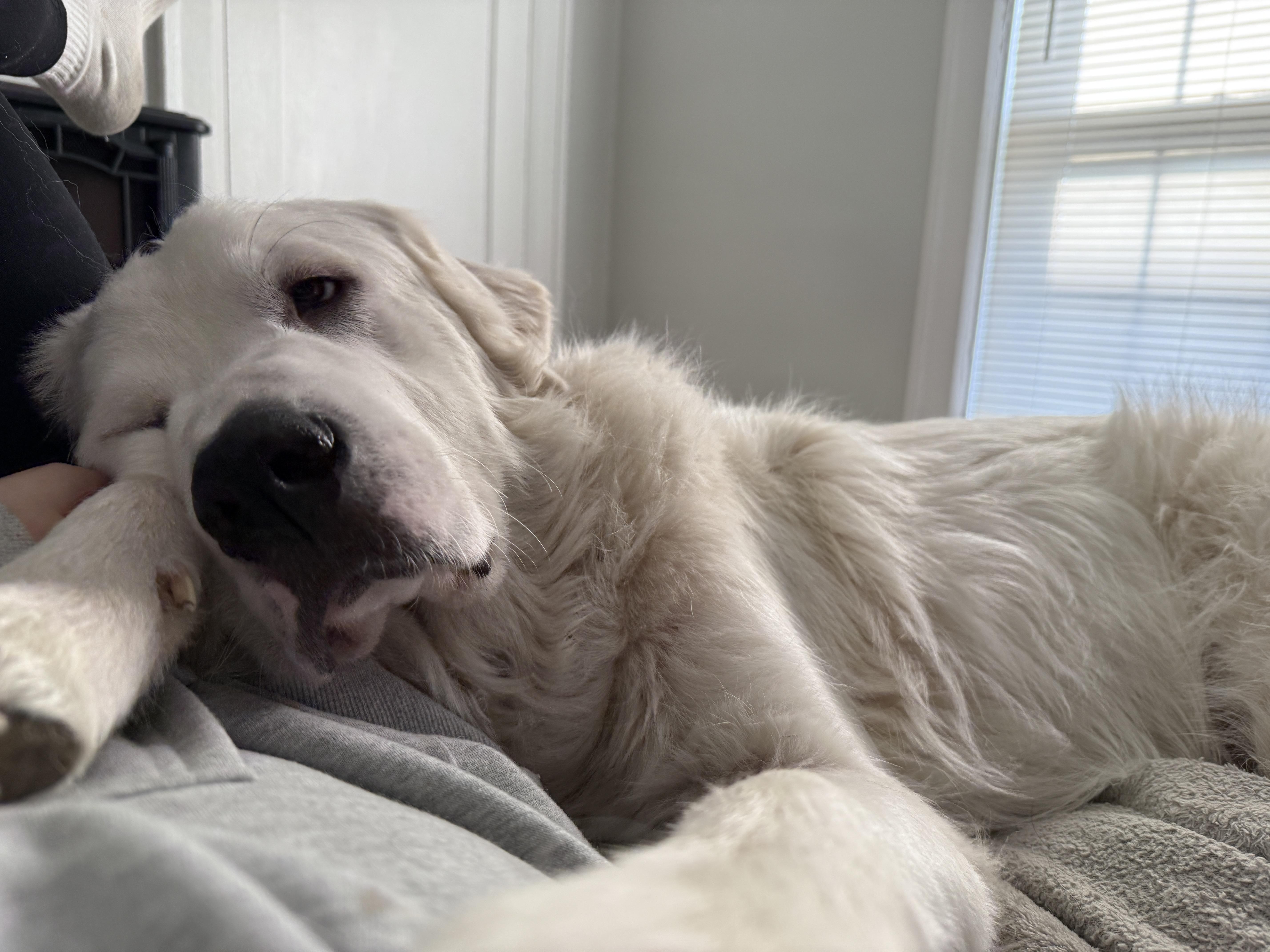 Enlarge Remy, a Adoptable Great Pyrenees in Lewis Center, OH image 6/6