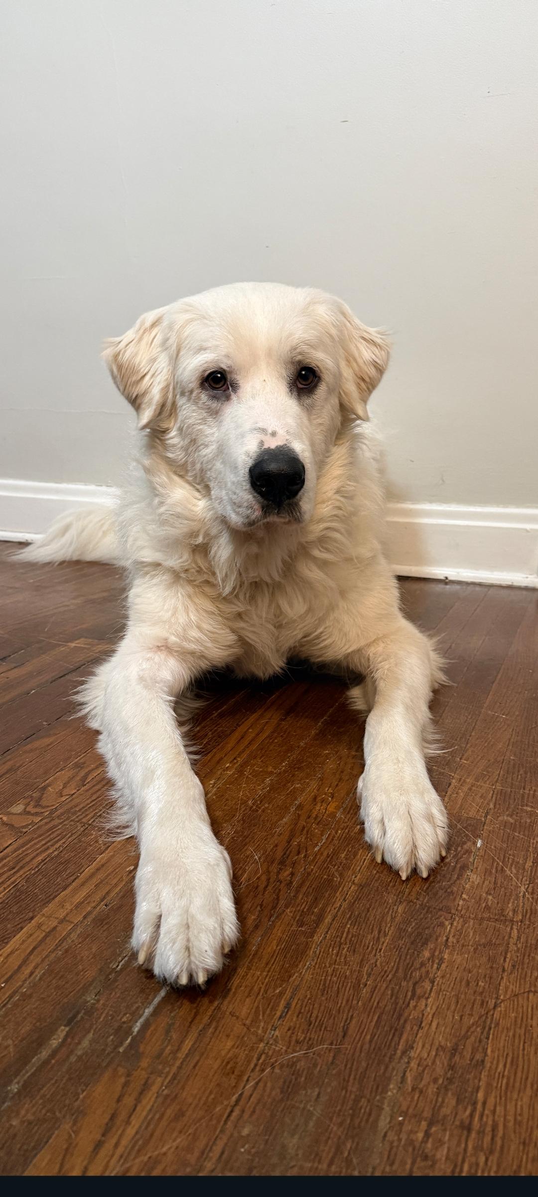 Enlarge Remy, a Adoptable Great Pyrenees in Lewis Center, OH image 3/6