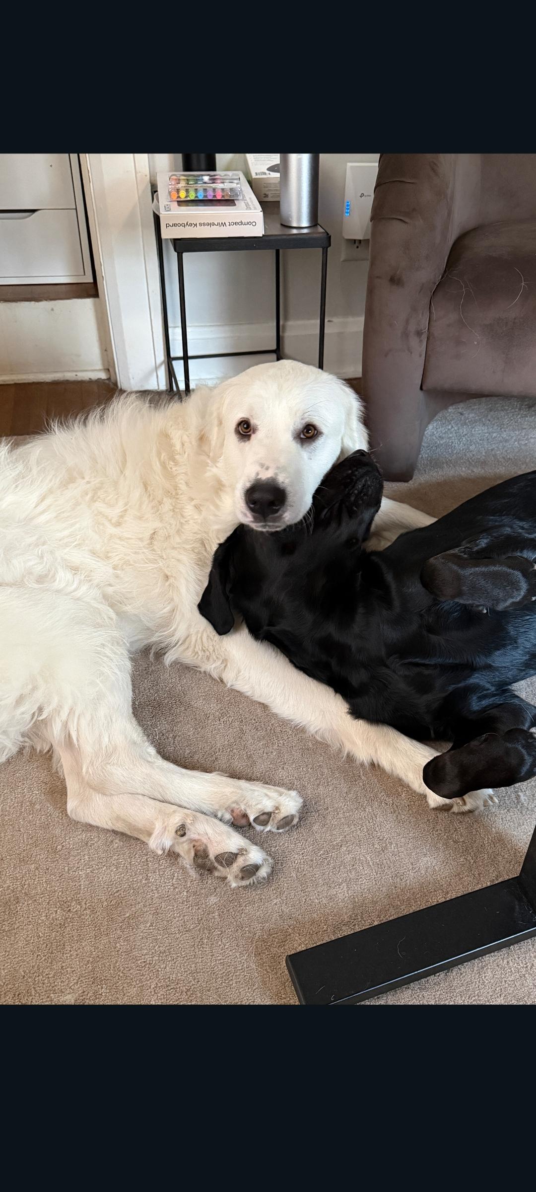 Enlarge Remy, a Adoptable Great Pyrenees in Lewis Center, OH image 4/6