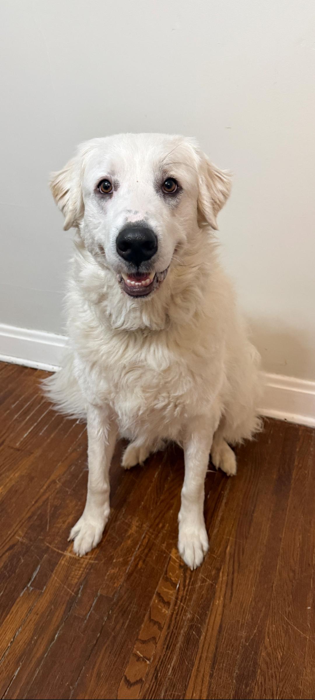 Enlarge Remy, a Adoptable Great Pyrenees in Lewis Center, OH image 5/6