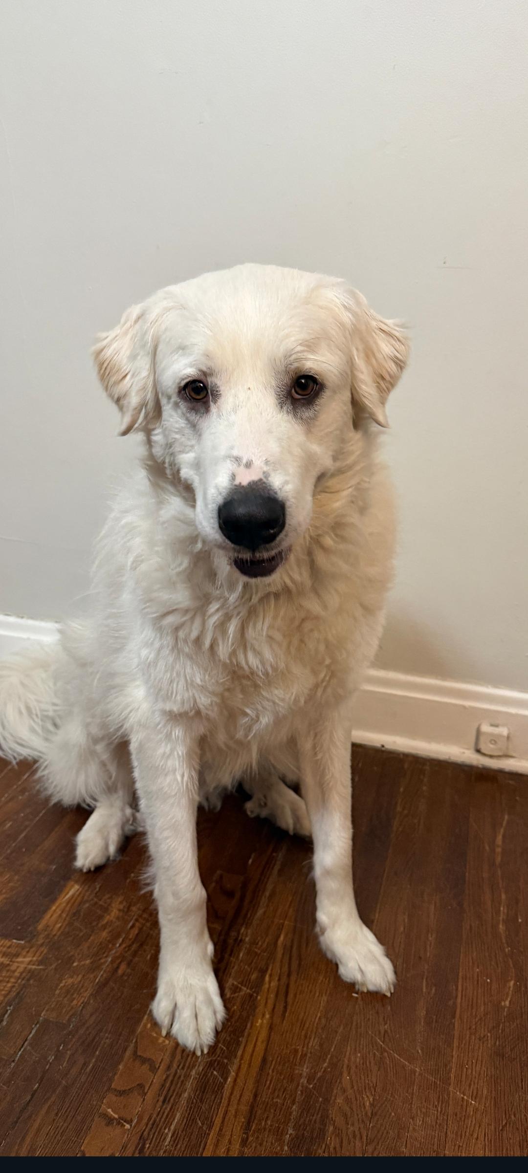 Enlarge Remy, a Adoptable Great Pyrenees in Lewis Center, OH image 6/6