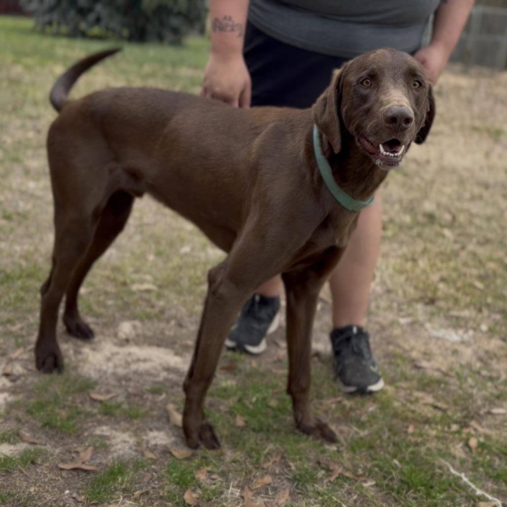 Enlarge Earl, a Adoptable mixed breed in Wiggins, MS image 1/2