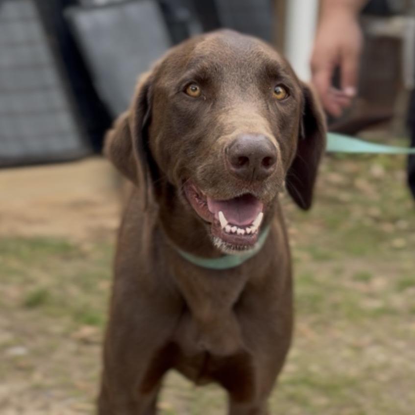 Enlarge Earl, a Adoptable mixed breed in Wiggins, MS image 2/2