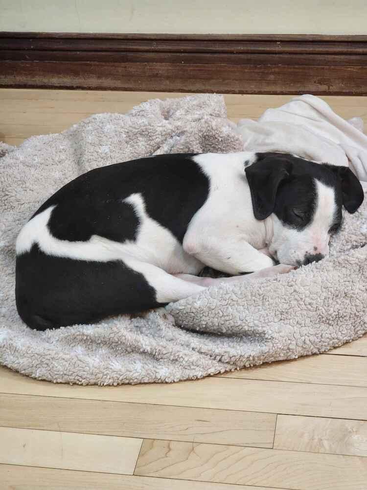 Enlarge Nicholas, a Adoptable mixed breed in Grand Rapids, MI image 1/6