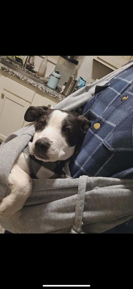 Nicholas, Adoptable, Puppy Male Mixed Breed.