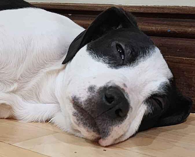 Enlarge Nicholas, a Adoptable mixed breed in Grand Rapids, MI image 2/6