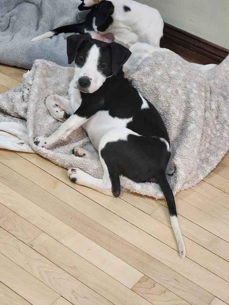 Enlarge Nicholas, a Adoptable mixed breed in Grand Rapids, MI image 5/6