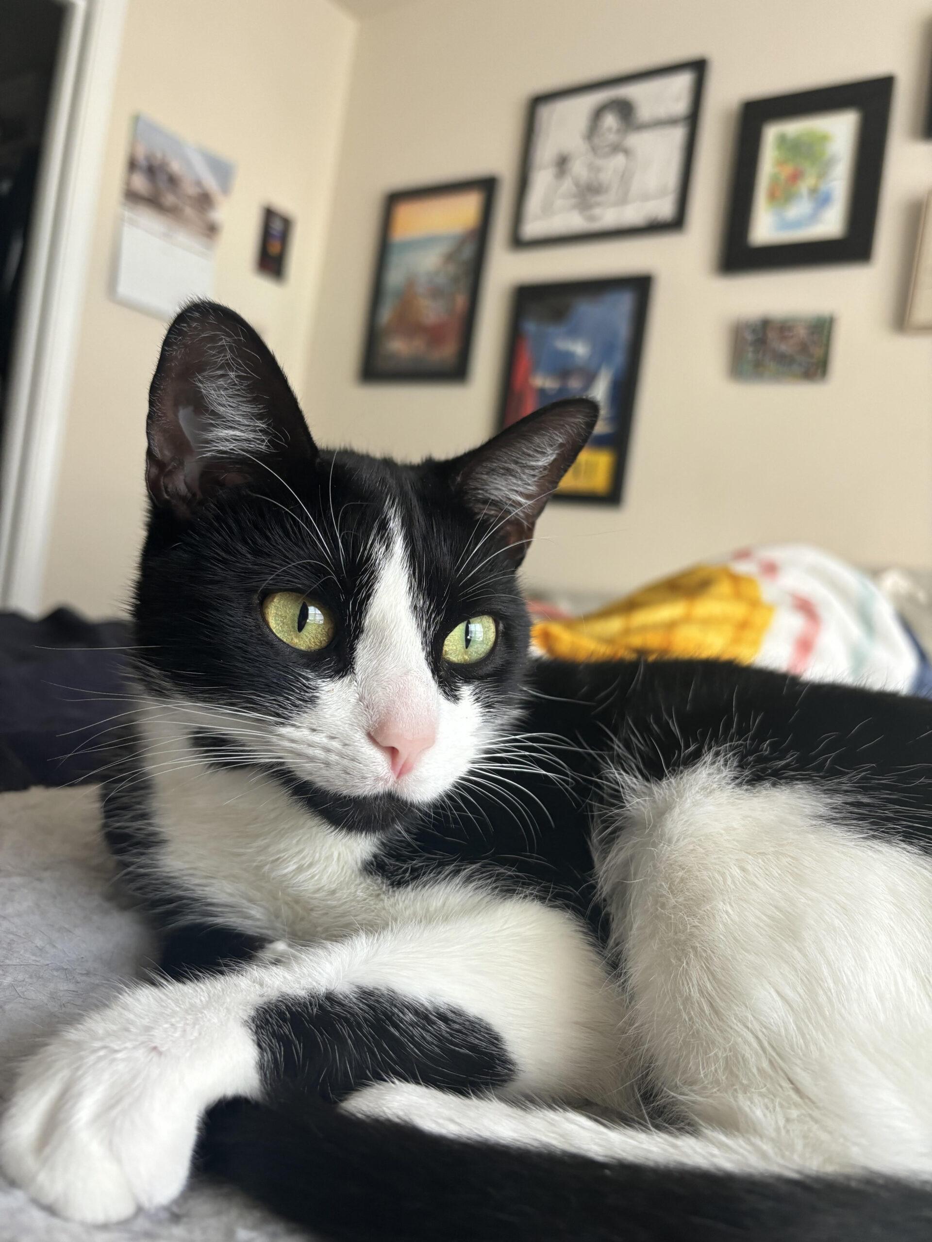 Dutchess, a Adoptable Domestic Short Hair in Gaithersburg, MD image 2/5