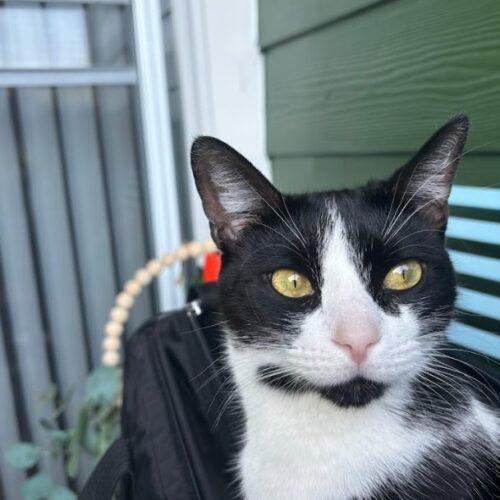 Dutchess, a Adoptable Domestic Short Hair in Gaithersburg, MD image 3/5