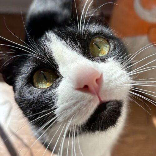 Dutchess, a Adoptable Domestic Short Hair in Gaithersburg, MD image 4/5