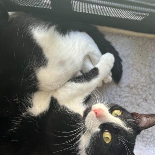 Dutchess, a Adoptable Domestic Short Hair in Gaithersburg, MD image 5/5