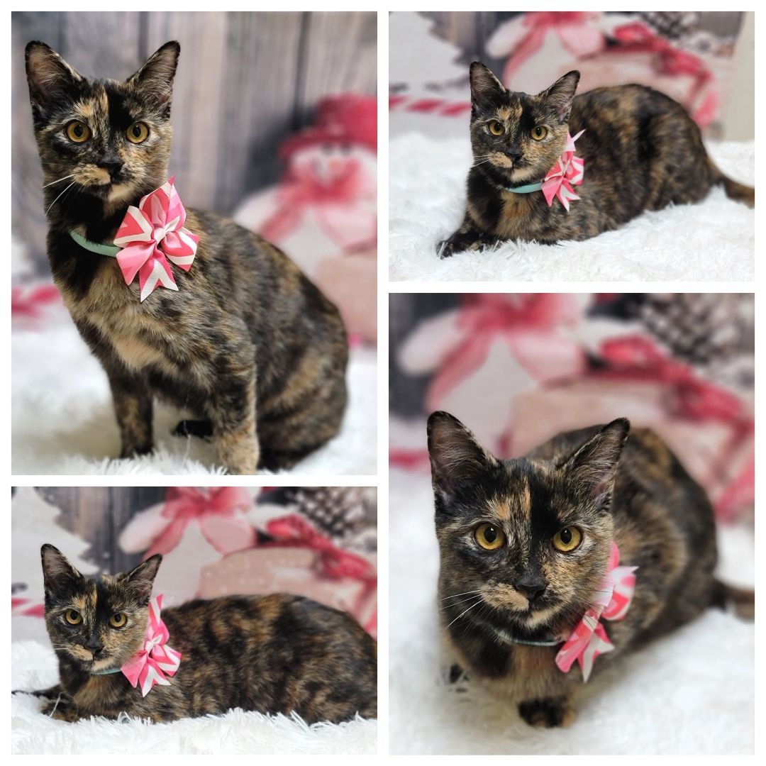 Becca, Adopted, Adult Female Tortoiseshell.