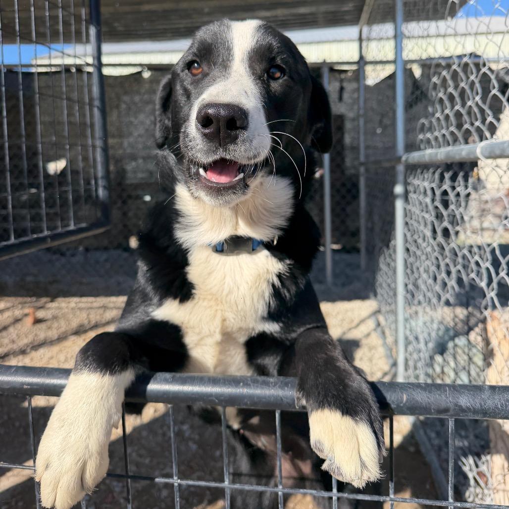 Enlarge Big Betty, a Adoptable mixed breed in Spanish Fork, UT image 1/1